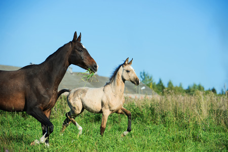 running purebred akhal-teke foal with mom on fieldの写真素材