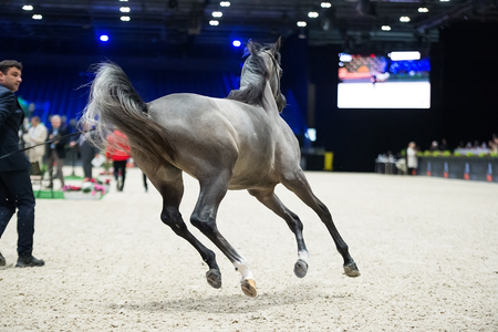 Arabian horse world championship, Nord Villepente in Paris. PARIS CITY, FRANCE- NOVEMBER 24-26: the best purebred arabian horses compete in world championship on november 25, 2017 in Paris city, Franceのeditorial素材