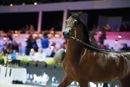 Arabian horse world championship, Nord Villepente in Paris. PARIS CITY, FRANCE- NOVEMBER 24-26: the best purebred arabian horses compete in world championship on november 25, 2017 in Paris city, Franceのeditorial素材