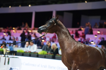 Arabian horse world championship, Nord Villepente in Paris. PARIS CITY, FRANCE- NOVEMBER 24-26: the best purebred arabian horses compete in world championship on november 25, 2017 in Paris city, Franceのeditorial素材