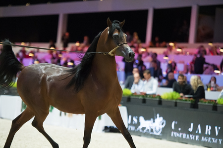 Arabian horse world championship, Nord Villepente in Paris. PARIS CITY, FRANCE- NOVEMBER 24-26: the best purebred arabian horses compete in world championship on november 25, 2017 in Paris city, Franceのeditorial素材