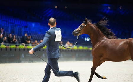Arabian horse world championship, Nord Villepente in Paris. PARIS CITY, FRANCE- NOVEMBER 24-26: the best purebred arabian horses compete in world championship on november 25, 2017 in Paris city, Franceのeditorial素材