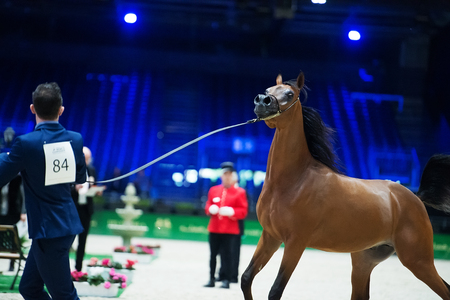 Arabian horse world championship, Nord Villepente in Paris. PARIS CITY, FRANCE- NOVEMBER 24-26: the best purebred arabian horses compete in world championship on november 25, 2017 in Paris city, Franceのeditorial素材
