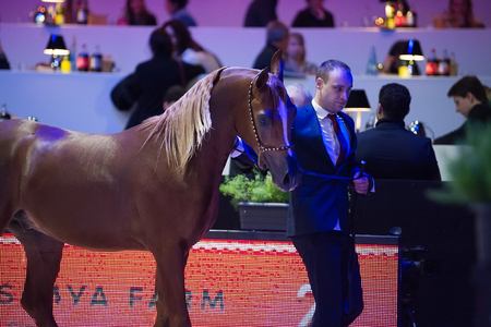 Arabian horse world championship, Nord Villepente in Paris. PARIS CITY, FRANCE- NOVEMBER 24-26: the best purebred arabian horses compete in world championship on november 25, 2017 in Paris city, Franceのeditorial素材