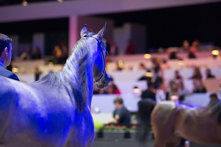 Arabian horse world championship, Nord Villepente in Paris. PARIS CITY, FRANCE- NOVEMBER 24-26: the best purebred arabian horses compete in world championship on november 25, 2017 in Paris city, Franceのeditorial素材