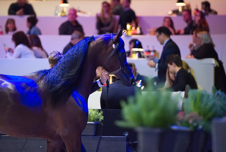 Arabian horse world championship, Nord Villepente in Paris. PARIS CITY, FRANCE- NOVEMBER 24-26: the best purebred arabian horses compete in world championship on november 25, 2017 in Paris city, Franceのeditorial素材