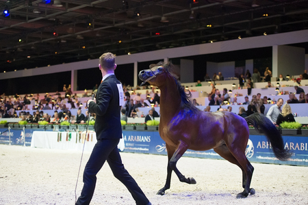 Arabian horse world championship, Nord Villepente in Paris. PARIS CITY, FRANCE- NOVEMBER 24-26: the best purebred arabian horses compete in world championship on november 25, 2017 in Paris city, Franceのeditorial素材