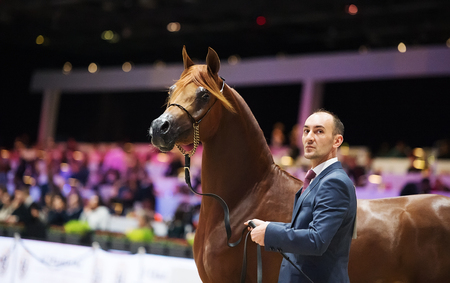Arabian horse world championship, Nord Villepente in Paris. PARIS CITY, FRANCE- NOVEMBER 24-26: the best purebred arabian horses compete in world championship on november 25, 2017 in Paris city, Franceのeditorial素材