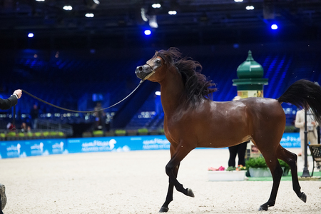 Arabian horse world championship, Nord Villepente in Paris. PARIS CITY, FRANCE- NOVEMBER 24-26: the best purebred arabian horses compete in world championship on november 25, 2017 in Paris city, Franceのeditorial素材