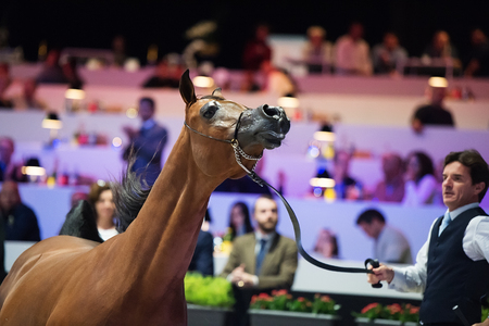 Arabian horse world championship, Nord Villepente in Paris. PARIS CITY, FRANCE- NOVEMBER 24-26: the best purebred arabian horses compete in world championship on november 25, 2017 in Paris city, Franceのeditorial素材