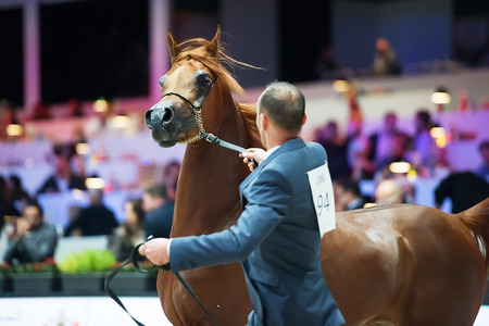 Arabian horse world championship, Nord Villepente in Paris. PARIS CITY, FRANCE- NOVEMBER 24-26: the best purebred arabian horses compete in world championship on november 25, 2017 in Paris city, Franceのeditorial素材