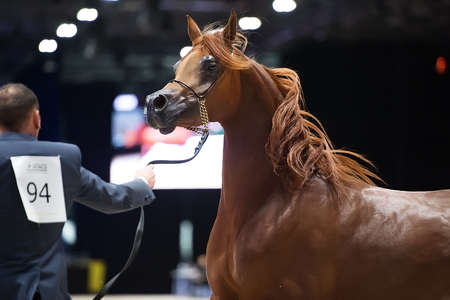 Arabian horse world championship, Nord Villepente in Paris. PARIS CITY, FRANCE- NOVEMBER 24-26: the best purebred arabian horses compete in world championship on november 25, 2017 in Paris city, France.のeditorial素材