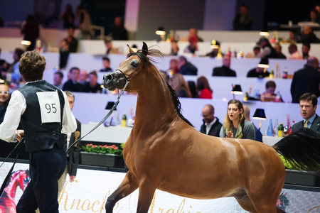 Arabian horse world championship, Nord Villepente in Paris. PARIS CITY, FRANCE- NOVEMBER 24-26: the best purebred arabian horses compete in world championship on november 25, 2017 in Paris city, Franceのeditorial素材