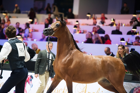 Arabian horse world championship, Nord Villepente in Paris. PARIS CITY, FRANCE- NOVEMBER 24-26: the best purebred arabian horses compete in world championship on november 25, 2017 in Paris city, Franceのeditorial素材