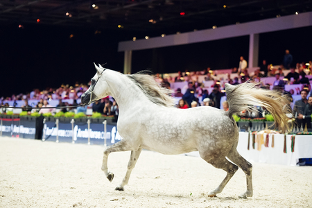 Arabian horse world championship, Nord Villepente in Paris. PARIS CITY, FRANCE- NOVEMBER 24-26: the best purebred arabian horses compete in world championship on november 25, 2017 in Paris city, France.のeditorial素材