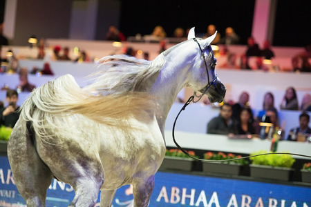 Arabian horse world championship, Nord Villepente in Paris. PARIS CITY, FRANCE- NOVEMBER 24-26: the best purebred arabian horses compete in world championship on november 25, 2017 in Paris city, Franceのeditorial素材