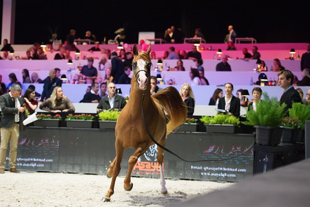 Arabian horse world championship, Nord Villepente in Paris. PARIS CITY, FRANCE- NOVEMBER 24-26: the best purebred arabian horses compete in world championship on november 25, 2017 in Paris city, France.のeditorial素材