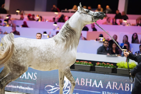 Arabian horse world championship, Nord Villepente in Paris. PARIS CITY, FRANCE- NOVEMBER 24-26: the best purebred arabian horses compete in world championship on november 25, 2017 in Paris city, France.のeditorial素材