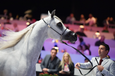 Arabian horse world championship, Nord Villepente in Paris. PARIS CITY, FRANCE- NOVEMBER 24-26: the best purebred arabian horses compete in world championship on november 25, 2017 in Paris city, Franceのeditorial素材