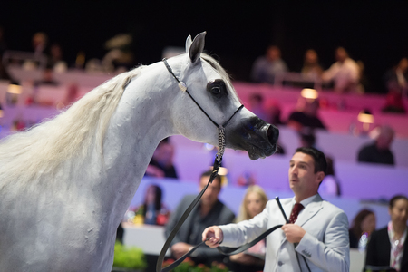 Arabian horse world championship, Nord Villepente in Paris. PARIS CITY, FRANCE- NOVEMBER 24-26: the best purebred arabian horses compete in world championship on november 25, 2017 in Paris city, Franceのeditorial素材