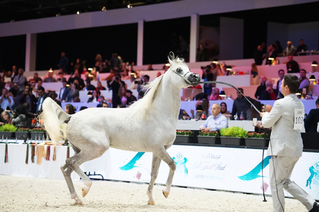 Arabian horse world championship, Nord Villepente in Paris. PARIS CITY, FRANCE- NOVEMBER 24-26: the best purebred arabian horses compete in world championship on november 25, 2017 in Paris city, Franceのeditorial素材