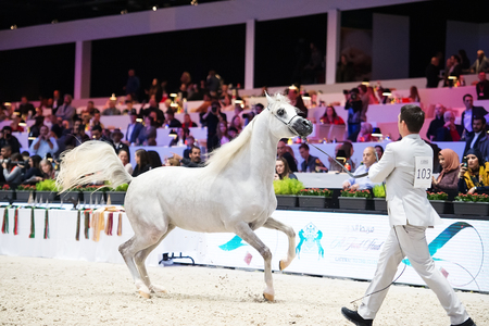 Arabian horse world championship, Nord Villepente in Paris. PARIS CITY, FRANCE- NOVEMBER 24-26: the best purebred arabian horses compete in world championship on november 25, 2017 in Paris city, Franceのeditorial素材