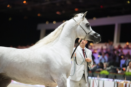 Arabian horse world championship, Nord Villepente in Paris. PARIS CITY, FRANCE- NOVEMBER 24-26: the best purebred arabian horses compete in world championship on november 25, 2017 in Paris city, Franceのeditorial素材
