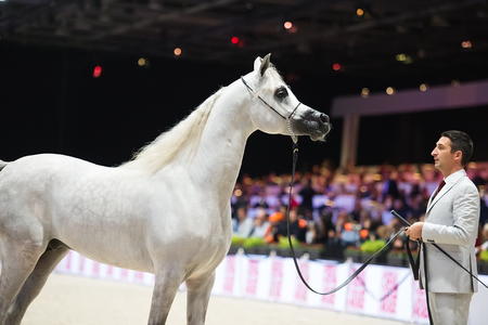 Arabian horse world championship, Nord Villepente in Paris. PARIS CITY, FRANCE- NOVEMBER 24-26: the best purebred arabian horses compete in world championship on november 25, 2017 in Paris city, Franceのeditorial素材