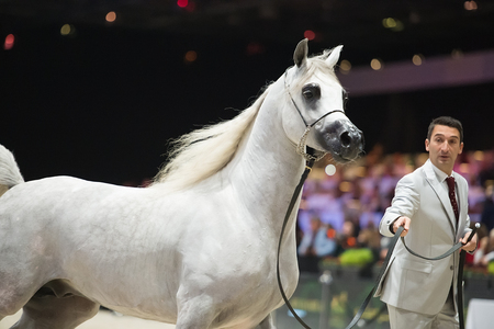Arabian horse world championship, Nord Villepente in Paris. PARIS CITY, FRANCE- NOVEMBER 24-26: the best purebred arabian horses compete in world championship on november 25, 2017 in Paris city, Franceのeditorial素材