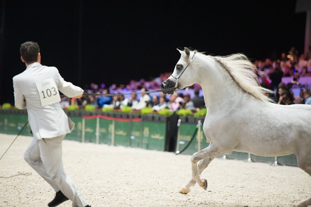Arabian horse world championship, Nord Villepente in Paris. PARIS CITY, FRANCE- NOVEMBER 24-26: the best purebred arabian horses compete in world championship on november 25, 2017 in Paris city, Franceのeditorial素材