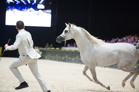 Arabian horse world championship, Nord Villepente in Paris. PARIS CITY, FRANCE- NOVEMBER 24-26: the best purebred arabian horses compete in world championship on november 25, 2017 in Paris city, Franceのeditorial素材
