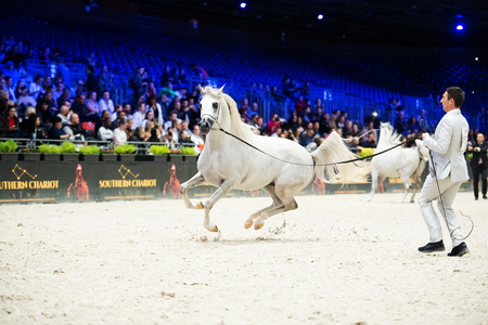 Arabian horse world championship, Nord Villepente in Paris. PARIS CITY, FRANCE- NOVEMBER 24-26: the best purebred arabian horses compete in world championship on november 25, 2017 in Paris city, Franceのeditorial素材