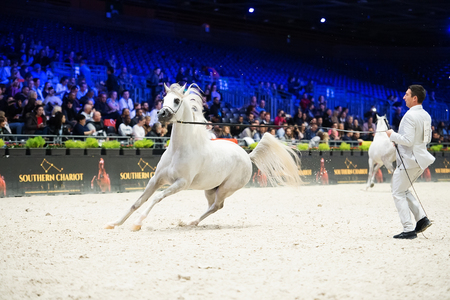Arabian horse world championship, Nord Villepente in Paris. PARIS CITY, FRANCE- NOVEMBER 24-26: the best purebred arabian horses compete in world championship on november 25, 2017 in Paris city, Franceのeditorial素材