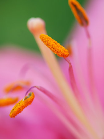 Extreme macro shot. Abstract background with pistil and stamen pink  lily