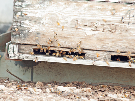 Bees flying at  hive entrance. close upの写真素材