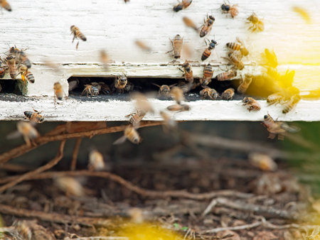 Bees flying at  hive entrance. close up
