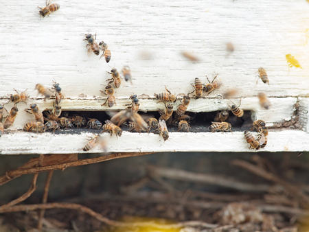 Bees flying at  hive entrance. close upの写真素材