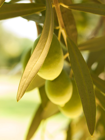 Olive fruit tree with olives. close upの写真素材
