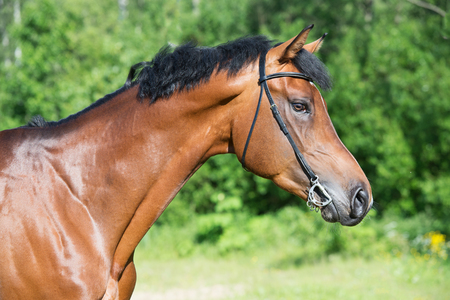 portrait of young  sportive stallionの写真素材