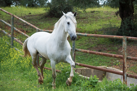 white pure spanish,Andalusian running  in his paddockの写真素材