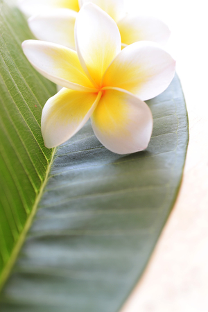 Frangipani tropical flowers, Plumeria flowers freshの写真素材