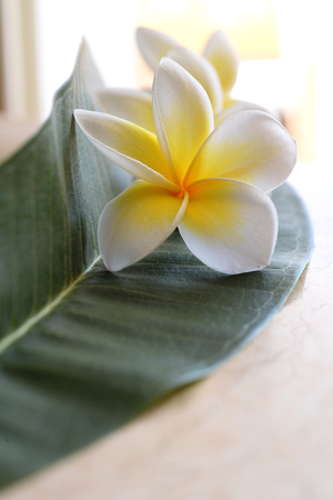 Frangipani tropical flowers, Plumeria flowers freshの写真素材