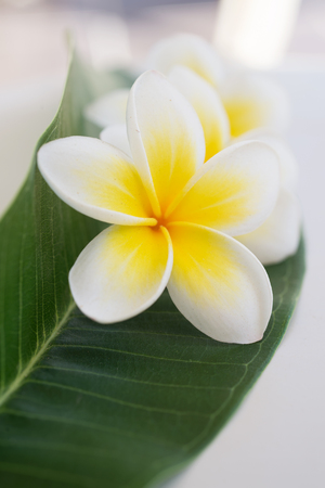 Frangipani tropical flowers, Plumeria flowers freshの写真素材