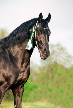 Portrait of  beautiful black breed stallion with award favorの写真素材
