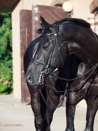 portrait of sportive dressage black stallion posing at stable backgroundの写真素材