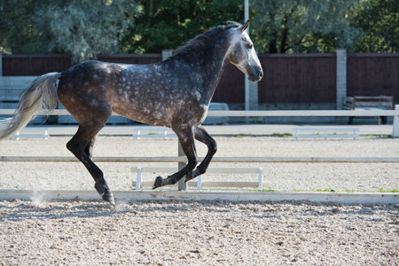 Running gray sportive horse in manageの写真素材