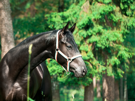 portrait of beautiful black young Trakehner stallionの写真素材