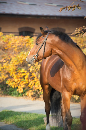 portrait of sportive warmblood horse at fall backgroundの写真素材