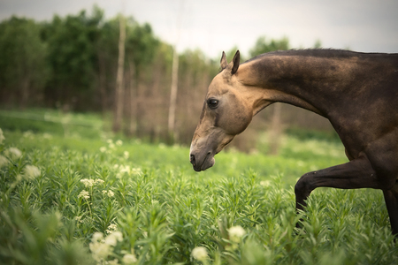 portrait of running  purebred akhalteke stallion at freedomの写真素材