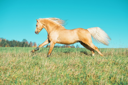 running palomino welsh pony with long mane posing at freedomの写真素材